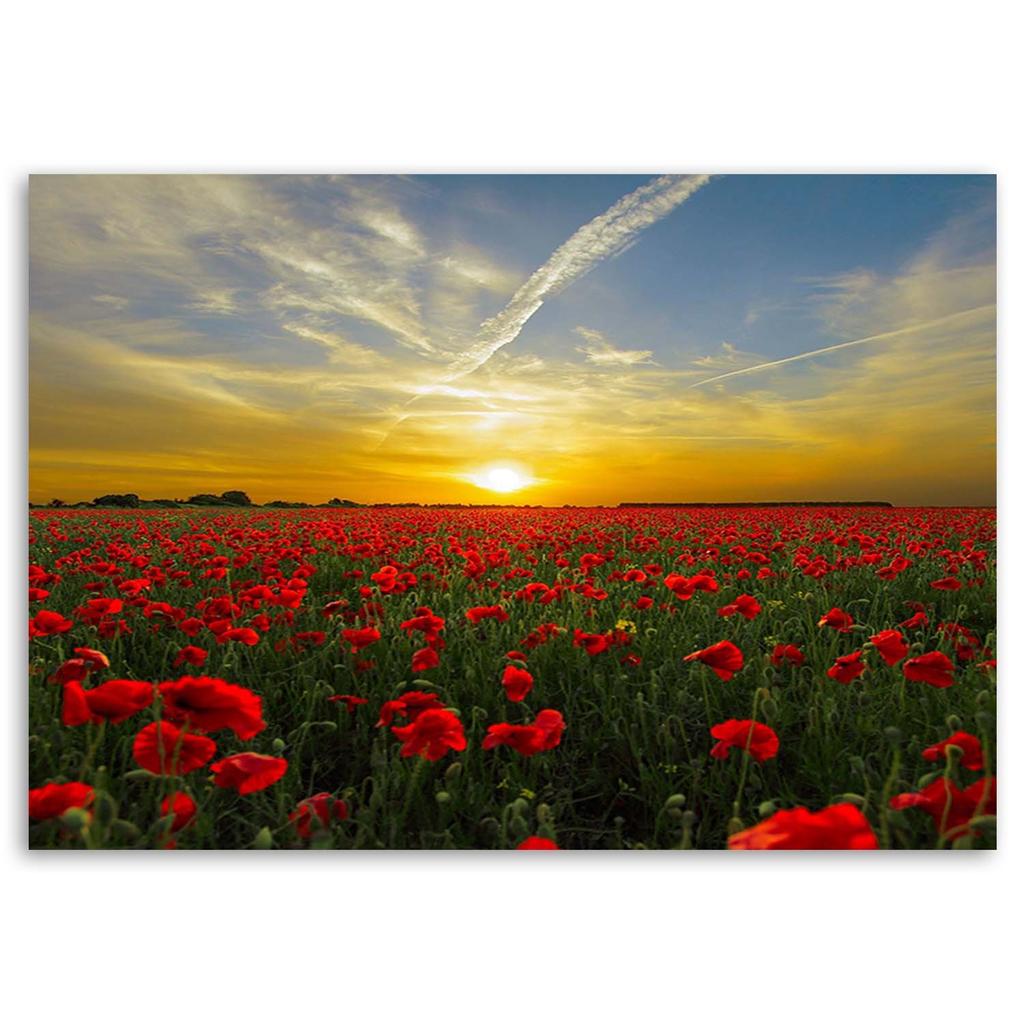 Canvas print, Meadow of red poppies in the sun