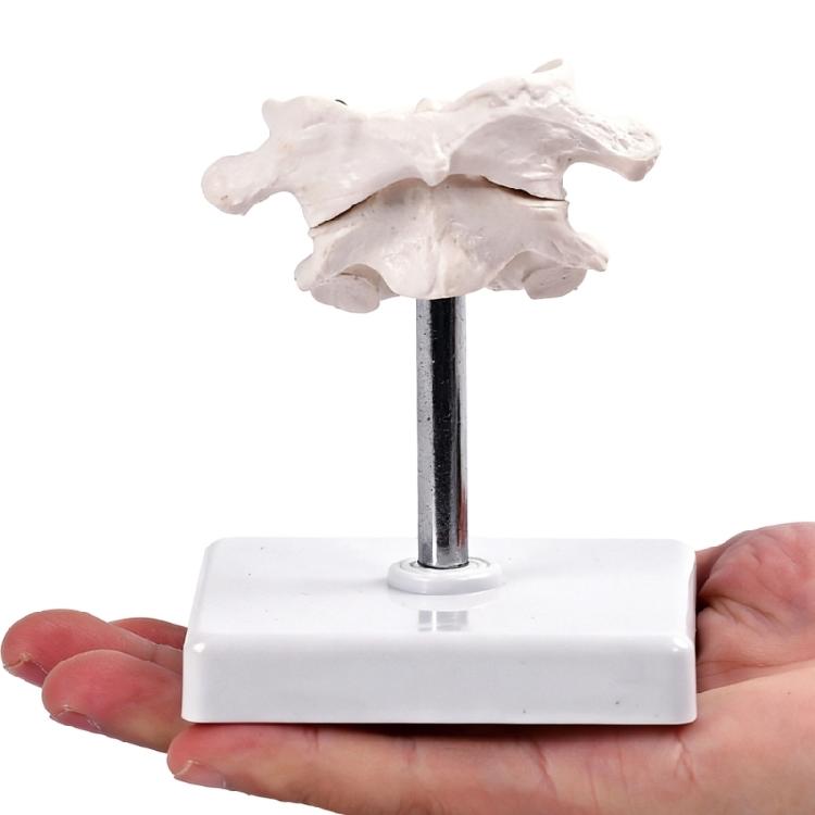 Accurate Human Occipital Bone Model For Clinical Training Features Rotation Capability And Quality PVC For Durability