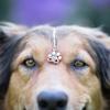 Collana Proiezione Foto Personalizzata Ti Amo 100 Lingue Collana Ciondolo Memoriale Zampa di Cane Collana con Foto Personalizzata Zampa di Cane
