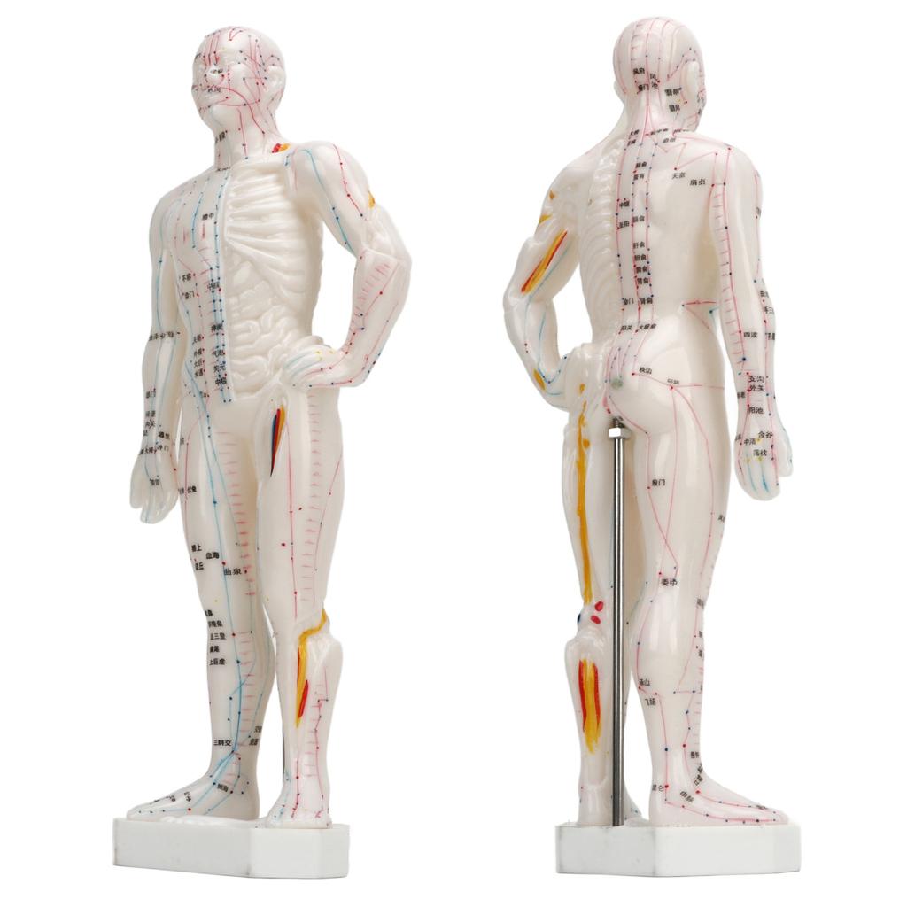 Human Body Acupuncture Model Professional Portable Meridian Points Model for Science Class Education 10.2in