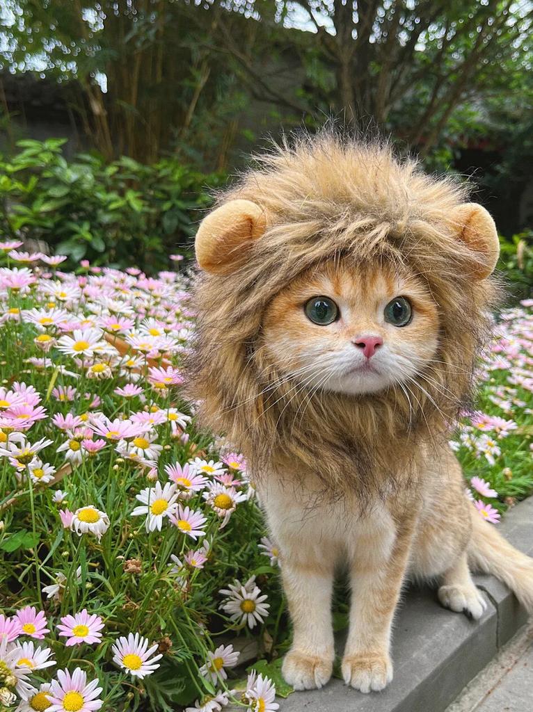 Cute Pet Hairpieces, Cats & Dogs Funny Lion Headwear Suitable For Clothing Styling Party And Fun Outfits.