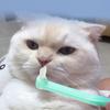 Cat Toothbrush Oral Care Pet Toothbrushes Small Heads Teeth Brush for Cats Mouth Cleaning Soft Hair Cat Toothbrush Pet Supplies
