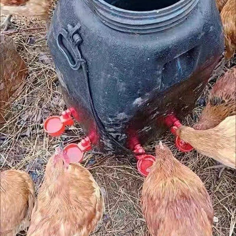 Chicken Drinking Bowl Poultry Automatic Water Dispenser Pigeon Automatic Water Dispenser Small Chick Feeding Bowl Chicken Coop 10PCS