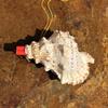 Street Stall Conch Shell Whistles & Toys: Creative Souvenirs