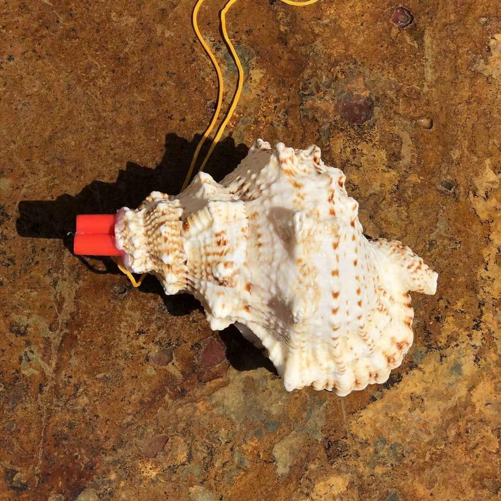 Street Stall Conch Shell Whistles & Toys: Creative Souvenirs