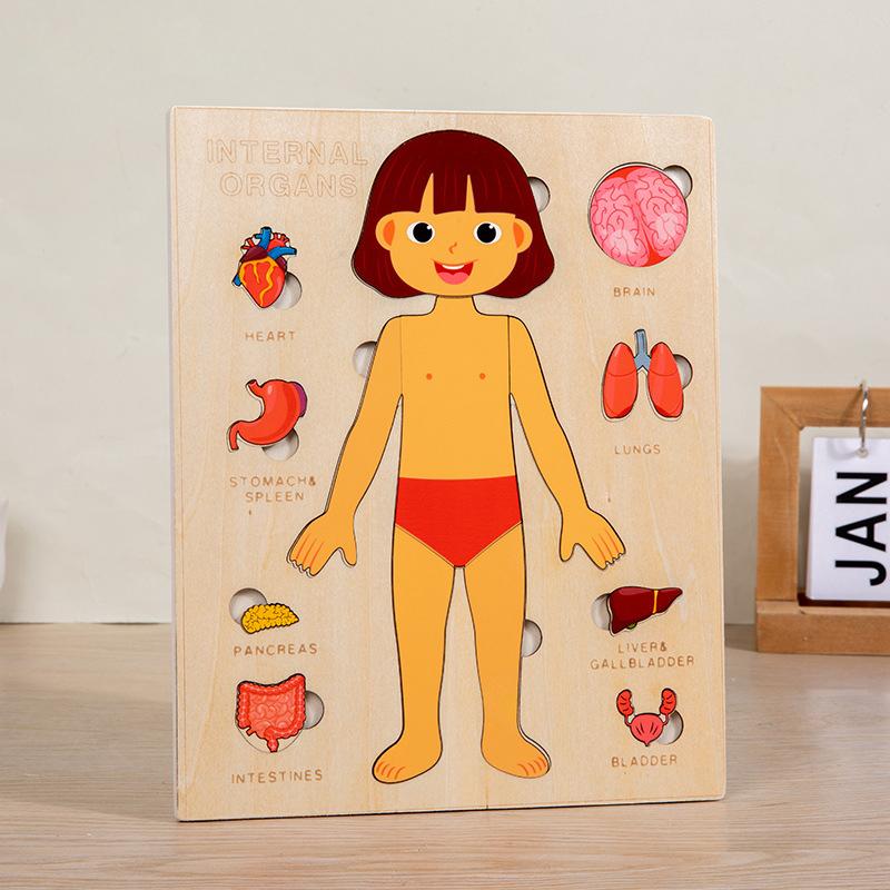 Wooden Body Cognitive Board Boy & Girl Body Organ Puzzles Kids Montessori Educational Toys for Children Toddlers 2 3 4 5 6 Years