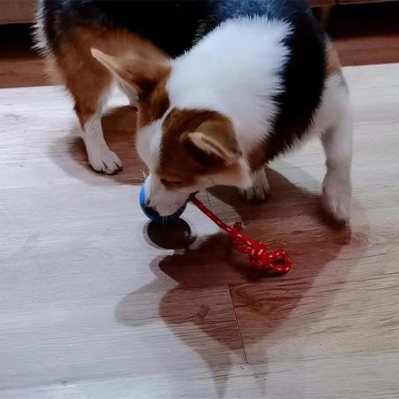 Pet Dog Toy Ball Anti Bite Chew Non Destructive Bouncing Ball Dog Rubber Training Interactive Toy Ball Strap Rope