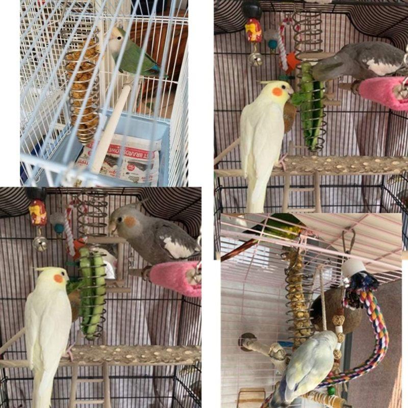 Bird Foraging Toy Feeder Parrot Treat Fruit Vegetable Seed Holder Feeder Food Basket Tool Stainless Steel Cage Accessories for Parakeet Cockatiel