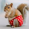 Squirrel Diapers Highly Absorbent Leak-proof Urine-Wet Pants for Rabbits Gerbils Mice Degus Ferrets Hamster Chinchillas