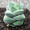 Jizhichuan Succulent Plant Set: Beginner-Friendly Indoor Greenery for Office or Home
