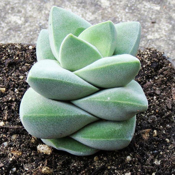 Jizhichuan Succulent Plant Set: Beginner-Friendly Indoor Greenery for Office or Home