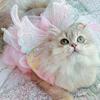 Dog Princess Dress Thin Cat Rainbow Butterfly Skirt Summer Girl Puppy Lace Tutu Dress for Small Medium Dogs Cats