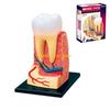 W89C Dentist Dental Dissection Education Teeth Model Demonstration Tool for School