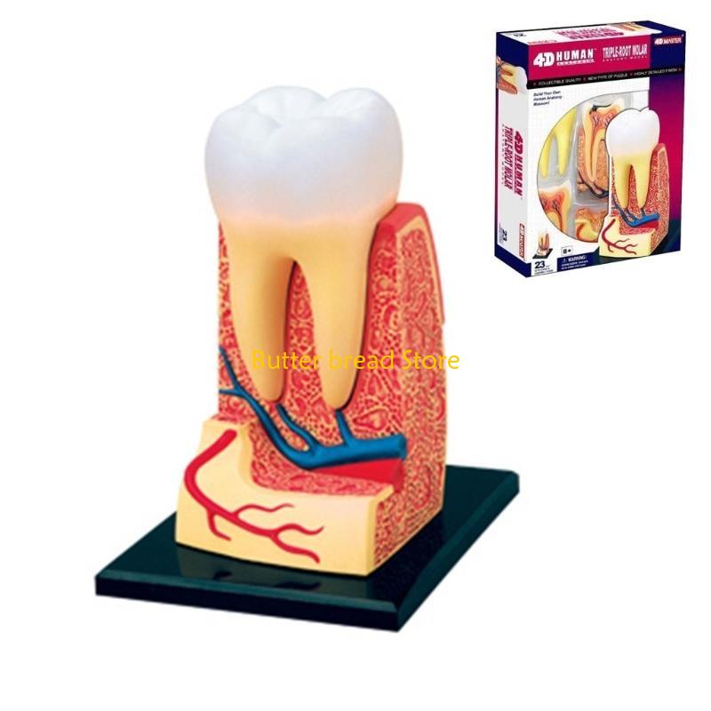 W89C Dentist Dental Dissection Education Teeth Model Demonstration Tool for School