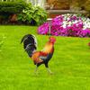 Garden Rooster Statue 2D Acrylic Chicken Sculpture For Yard Decor Garden Figurines Flat Acrylic Rooster Decor Garden Statue