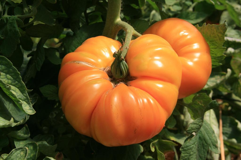 25 AnanasTomatensamen Alter Gemüsegarten nachbaubare Bauernsamen