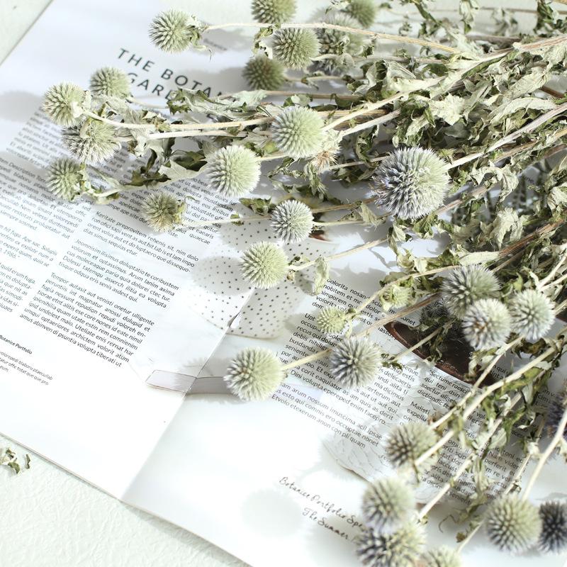 Blue Planet Dried Blue Thistle Flower Bouquet for Wedding, Arrangement, Home or Living Room Decor