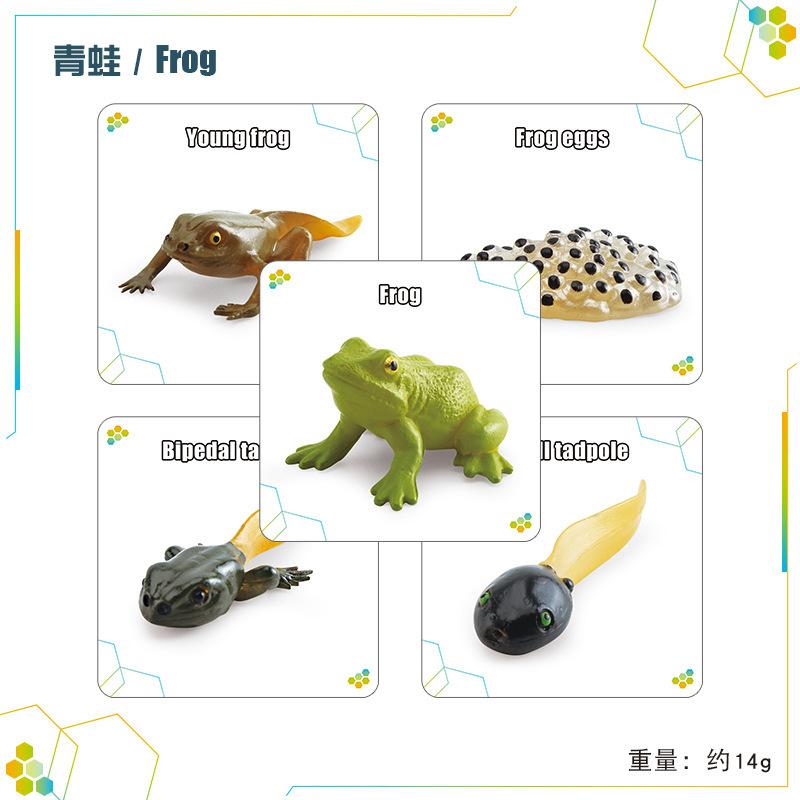 Children'S Science And Education Cognition 16 Animal, Plant And Insect Life Cycle Cards Early Childhood Education Card Toys