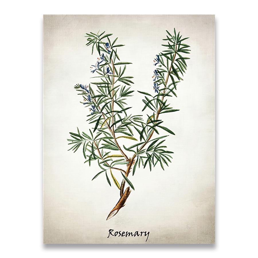 Herb Canvas Art Painting Vintage Herbal Illustrations Posters and Prints Culinary Herbs Botanical Kitchen Wall Art Picture Decor