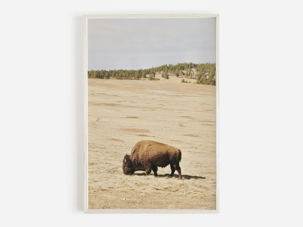 Wildlife Wall Art Western Country Rustic Print Buffalo Bull Elk Cowboy Horse Yellowstone Bison Canvas Painting Home Decor