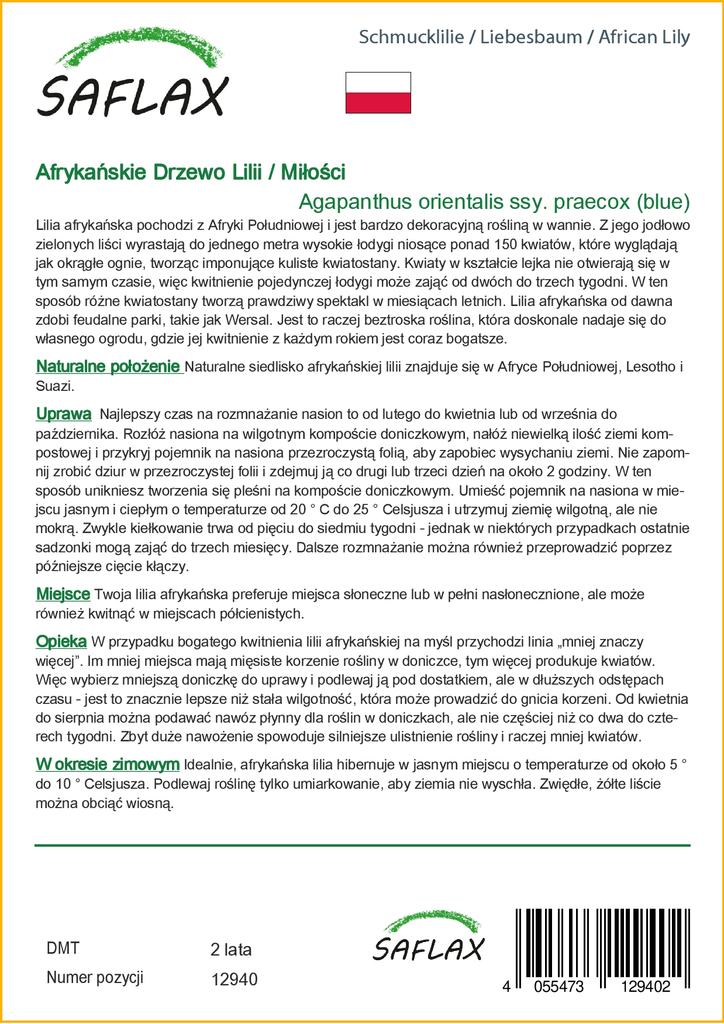 SAFLAX Africká lilie - 50 semen - Agapanthus orientalis