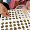 50PCS Hydroponic Substrate Rock Wool Plug Garden Sponge Nursery Block  Plant Propagation
