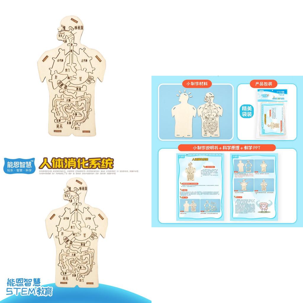 Children's Educational Diy Wooden Human Digestive System Anatomy Puzzle Science Experiment Kit Customizable