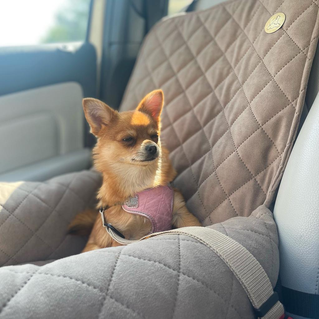Silver Dog Car Seat