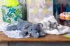Cozy Toes Elephant 27190