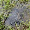 Reusable Cage Outdoor Crabs Loach Catching Basket Eel Cage Crabs Shrimp Traps Professional Lobsters Trap 3/6/8 Hole