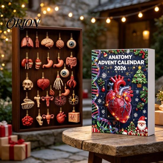 Kreativní vědecká dekorace 2026 Anatomický adventní kalendář, 24denní sada ozdob na tělesné orgány, Realistické lidské anatomické dekorace k zavěšení na Vánoce