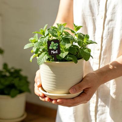 12 Stück Acryl Gartenkräuterschilder, Kräutergarten Pflanzenetiketten Markierungen für den Außenbereich Etiketten Schilder mit aufgedrucktem Namen Gärten Pflanzen Topfpflanzen