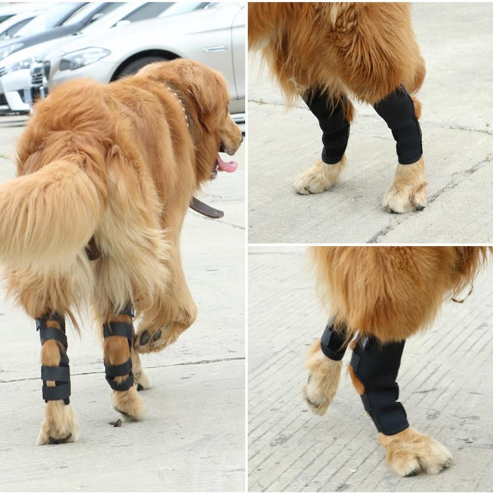 back leg protector for dogs
