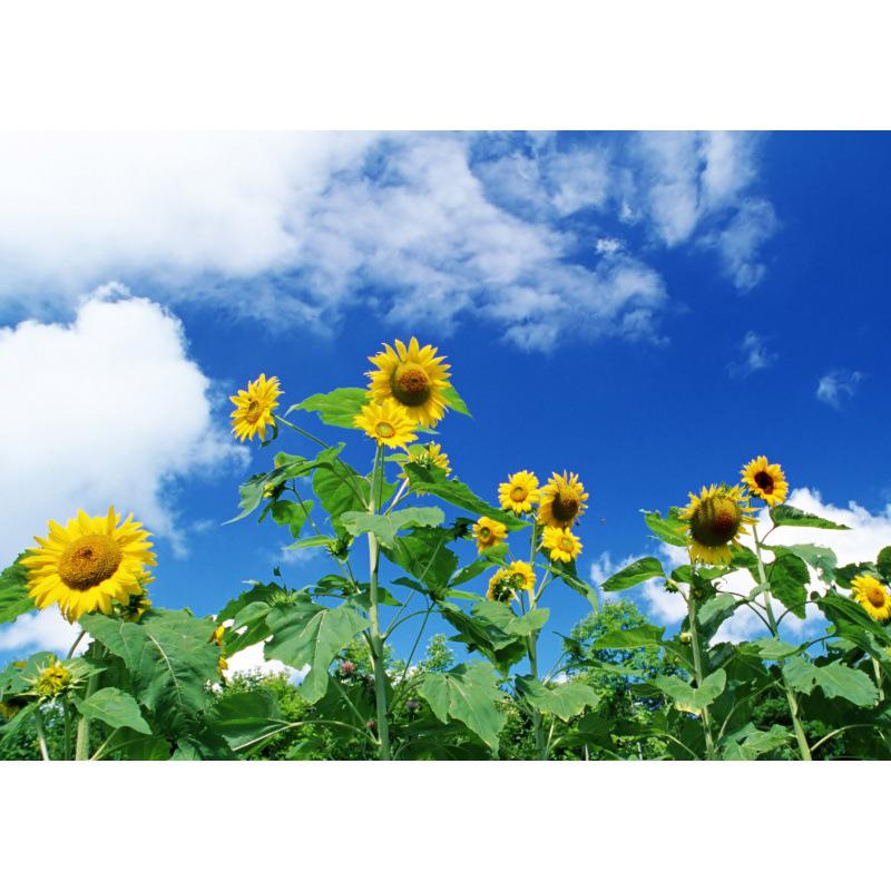 

Sunflower in the Sun Aesthetic Poster - Decorative Art for Living Room, Study, Bedroom, Dorm White card paper (non-adhesive) 30*42 cm