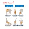 XINMAN Six Major Human Joint Models with Ligaments