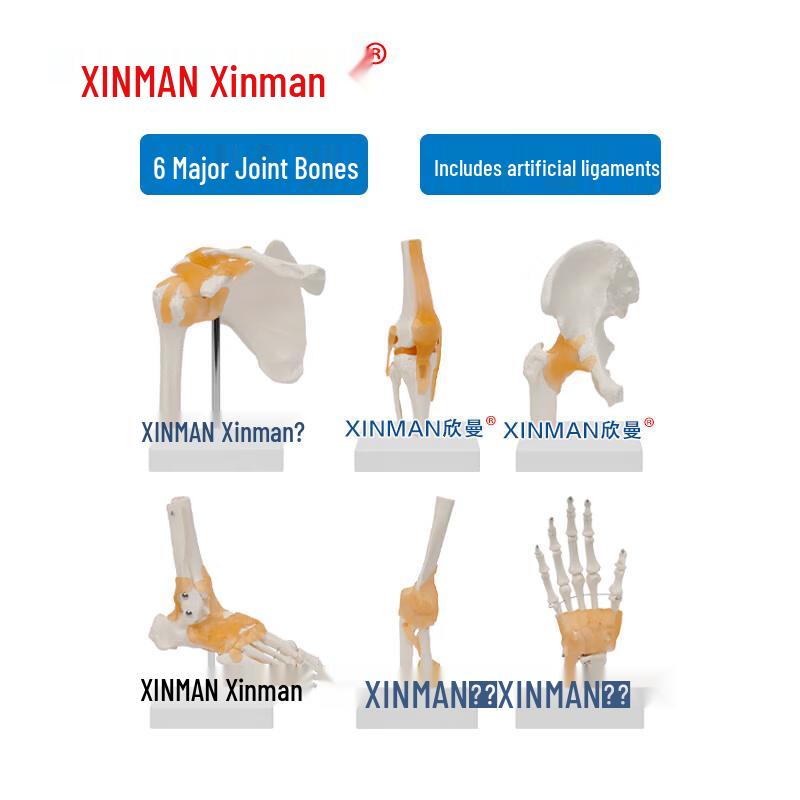 XINMAN Six Major Human Joint Models with Ligaments