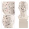 Head Acupuncture Model HD Standard Acupoint TCM Human Acupuncture Point Head Model Acupuncture Teaching Practice Tool