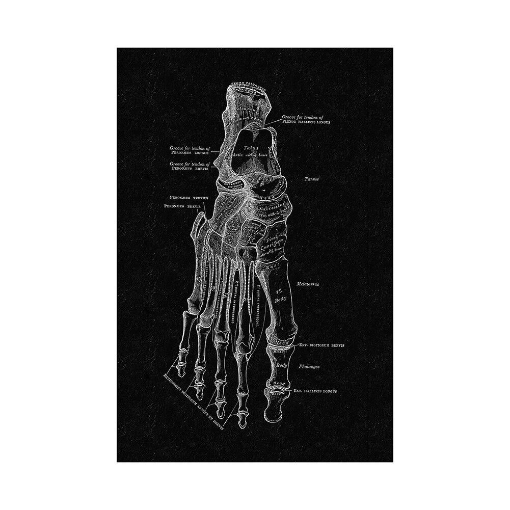 Canvas Printing Human Anatomy Artwork Wall Art Poster Skeleton Organ Muscular System Vintage Home Decor
