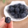 Blue Simulation Blueberry DIY Photo  Props Party Garden Home Decoration Fake Fruit Simulation Fruit Artificial Blueberry