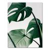 Nature Tropical Palm Leaf Monstera Wall Art Canvas Painting Nordic Posters And Prints Wall Pictures For Living Room Home Decor