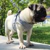 Polyester Pet Chest Strap Mesh Pet Vest Harness Dog Cat Accessories Cat Dog Harness  Pet