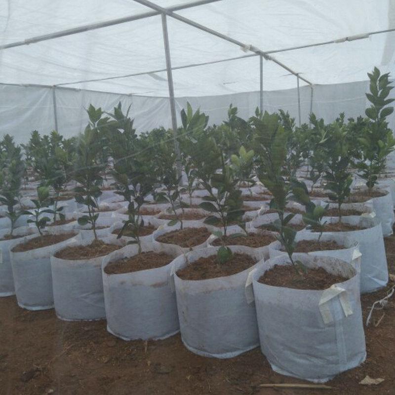 Non-Woven Seedling and Planting Bag for Vegetables, Fruits, and Flowers