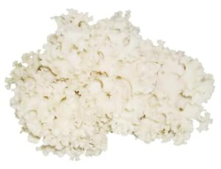 Tea Center Hanabila Mushroom Domestic Powder 40g X 4 Pieces Healthy Tea Powder Health/Wildflower 100%