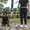 Double Stretch Running Dog Leash Reflective Dog Traction Rope Pet Walking Leash  for Dogs Cats