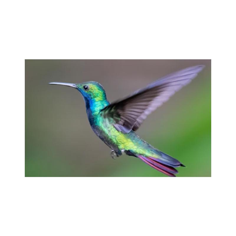 Hummingbirds Posters and Prints Canvas Painting Bird Animal Cuadros Wall Art Pictures for Living Room Modern Home Decor No Frame