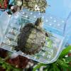 With Ramp Suction Cups Hanging Turtle Platform  Reptile Amphibian