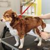 USB Rechargeable Dog Hair Cutting Grooming Machine Low Decibel Puppy Trimmer for Pet Haircut Electrical Animal Haircut Device