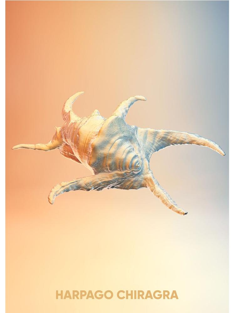 Vintage Crab Ocean Animals Posters Print Canvas Painting Scallop Sea Star Nordic Wall Art For Living Room Home Decoration Mural