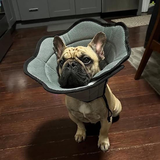 Yumuşak Köpek Tasması Yaka Ameliyat Sonrası İyileşme Tasması Ayarlanabilir Koruyucu Evcil Hayvan Tasması Önle
