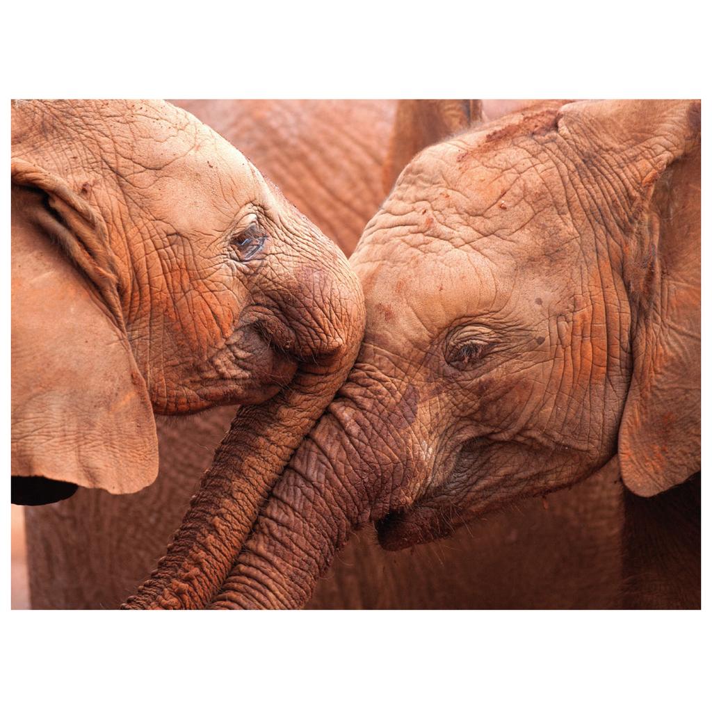 Lisa Hoffner Two Baby Elephants Print